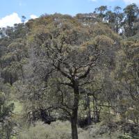 Wattle-leaved Peppermint